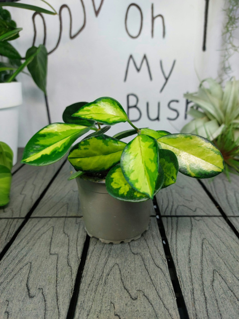 Hoya Carnosa Tricolor | 15cm