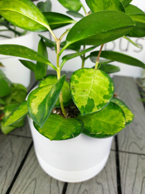 Hoya Carnosa Tricolor | 25-30cm