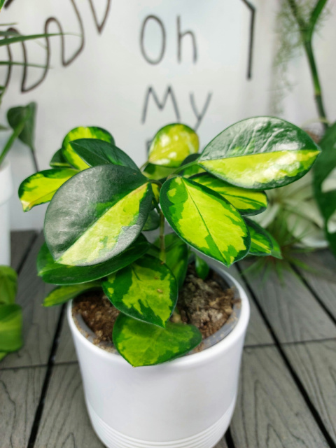 Hoya Carnosa Tricolor | 25-30cm