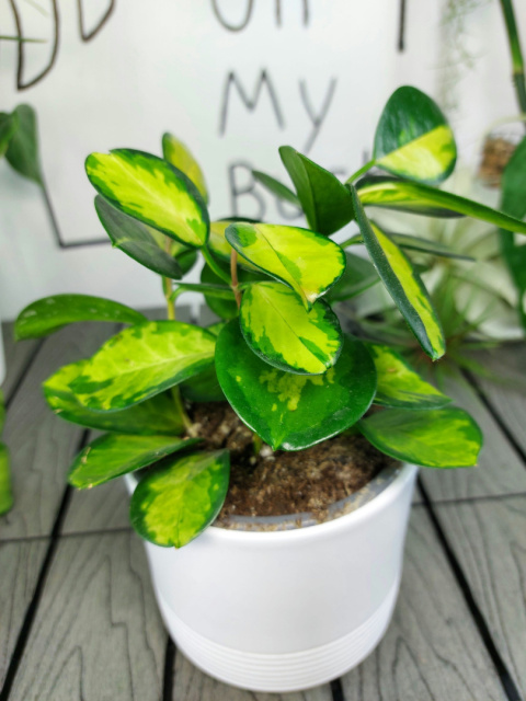 Hoya Carnosa Tricolor | 25-30cm