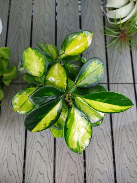 Hoya Carnosa Tricolor | 25-30cm