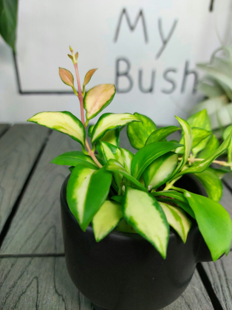 Hoya Heuschkeliana Variegata | 10cm