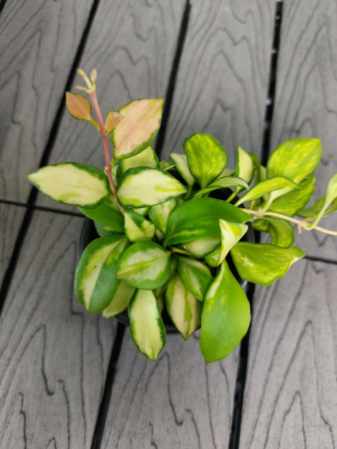 Hoya Heuschkeliana Variegata | 10cm