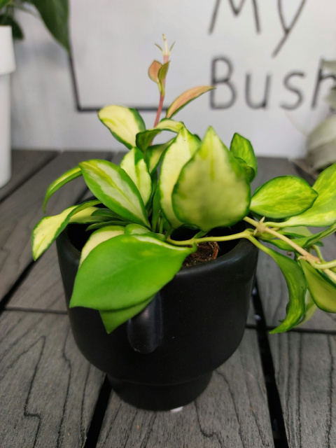 Hoya Heuschkeliana Variegata | 10cm