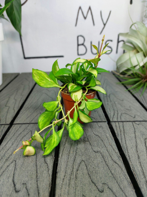 Hoya Heuschkeliana Variegata | 10cm