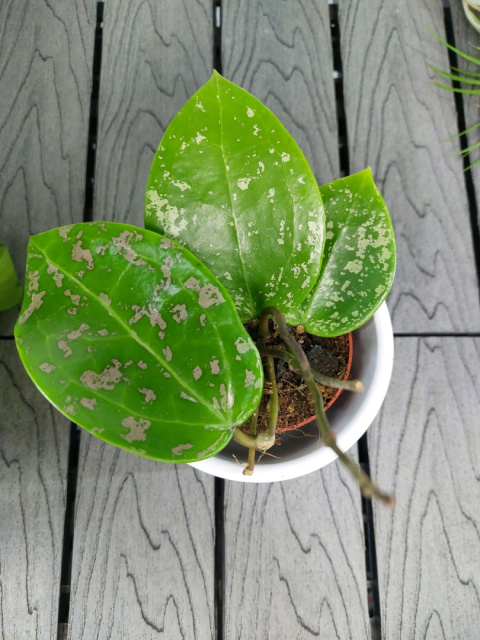 Hoya Parasitica Splash | Sadzonka 1 | 15cm