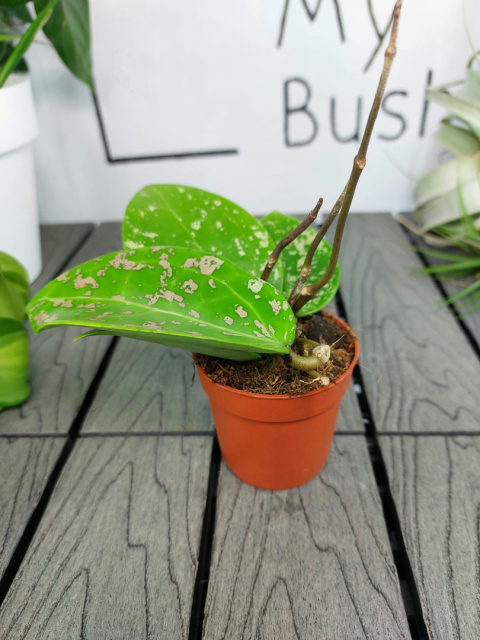 Hoya Parasitica Splash | Sadzonka 1 | 15cm