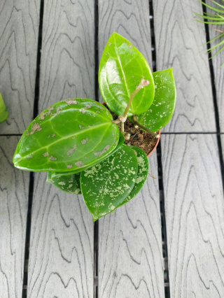 Hoya Parasitica Splash | Sadzonka 2 | 15cm
