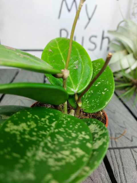 Hoya Parasitica Splash | Sadzonka 2 | 15cm