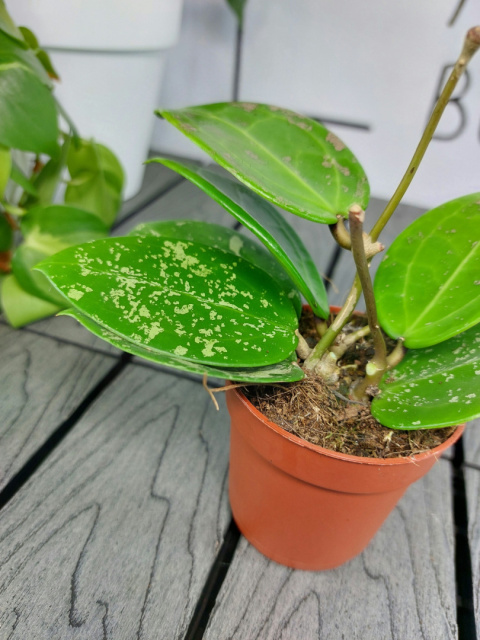 Hoya Parasitica Splash | Sadzonka 2 | 15cm