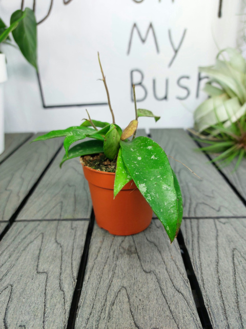 Hoya Phuwuaensis | Sadzonka 1 | 15cm