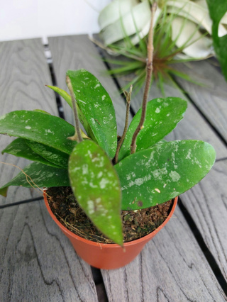 Hoya Phuwuaensis | Sadzonka 1 | 15cm
