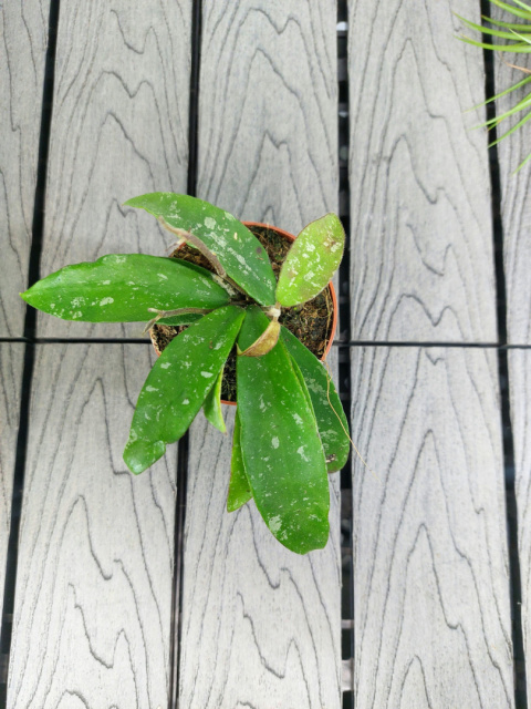 Hoya Phuwuaensis | Sadzonka 1 | 15cm