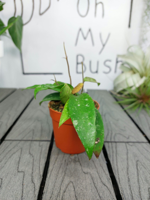 Hoya Phuwuaensis | Sadzonka 1 | 15cm