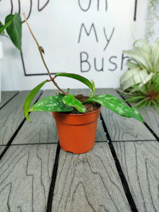 Hoya Phuwuaensis | Sadzonka 2 | 15cm