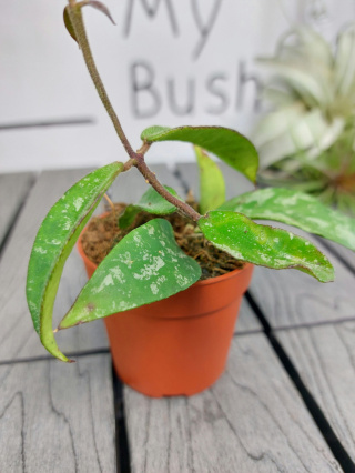 Hoya Phuwuaensis | Sadzonka 2 | 15cm