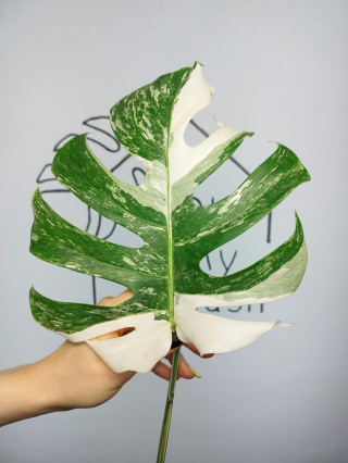 Monstera Albo Variegata | Pędówka 11