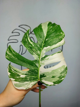 Monstera Albo Variegata | Pędówka 12