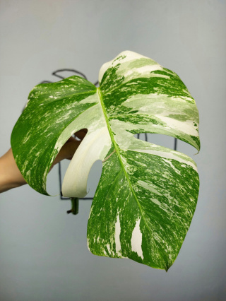 Monstera Albo Variegata | Pędówka 13