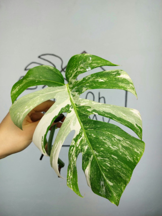 Monstera Albo Variegata | Pędówka 14