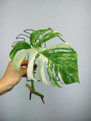 Monstera Albo Variegata | Pędówka 14