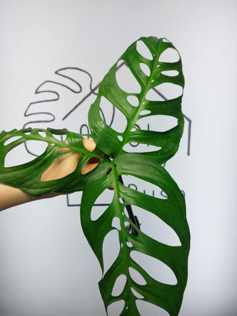 Monstera Esqueleto | Pędówka XL