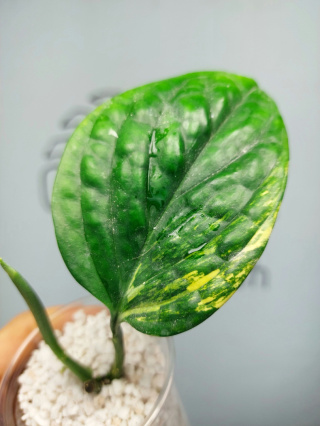 Monstera Karstenianum Variegata | Sadzonka 1 | 15cm