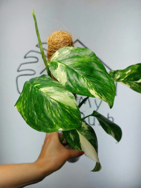 Monstera Lechleriana Variegata | Sadzonka 34 | 45cm