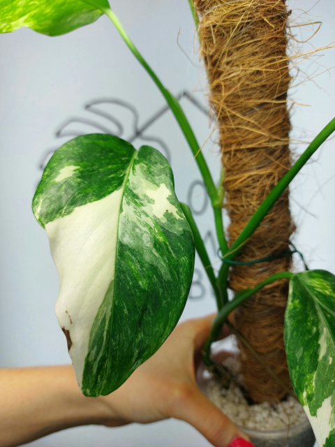 Monstera Lechleriana Variegata | Sadzonka 34 | 45cm