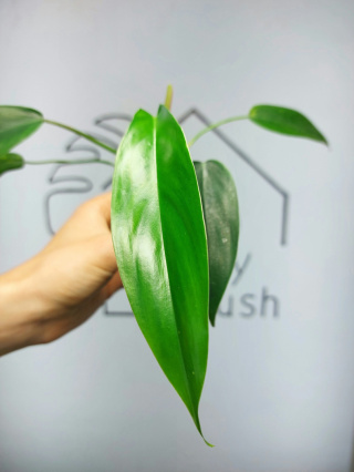 Philodendron 69686 | 15-20cm