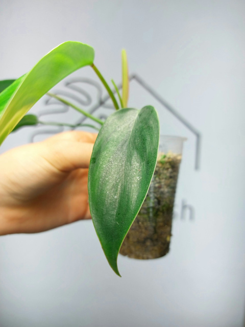 Philodendron 69686 | 15-20cm