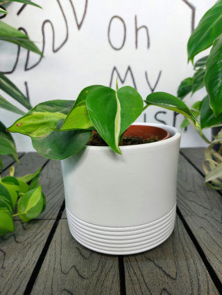 Philodendron Cream Splash | 15-20cm