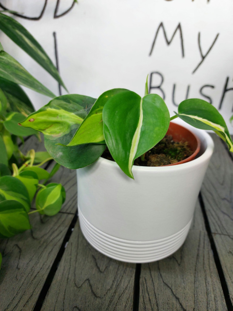 Philodendron Cream Splash | 15-20cm