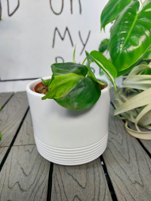 Philodendron Cream Splash | 15-20cm