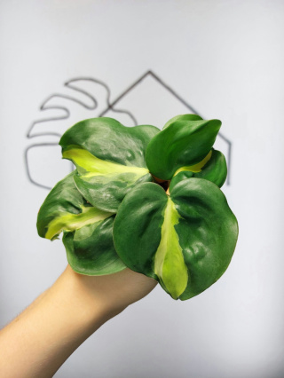 Philodendron Cream Splash | Pędówka