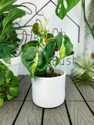 Philodendron Cream Splash | Sadzonka 1