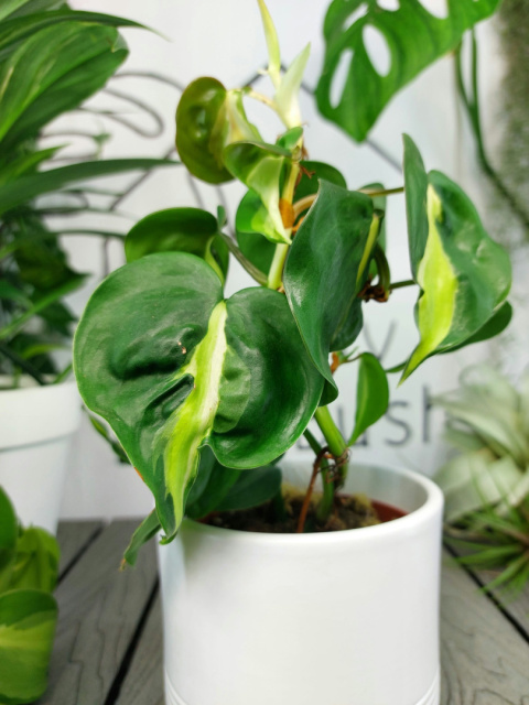 Philodendron Cream Splash | Sadzonka 1