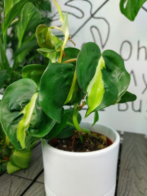 Philodendron Cream Splash | Sadzonka 1