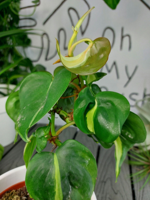 Philodendron Cream Splash | Sadzonka 1