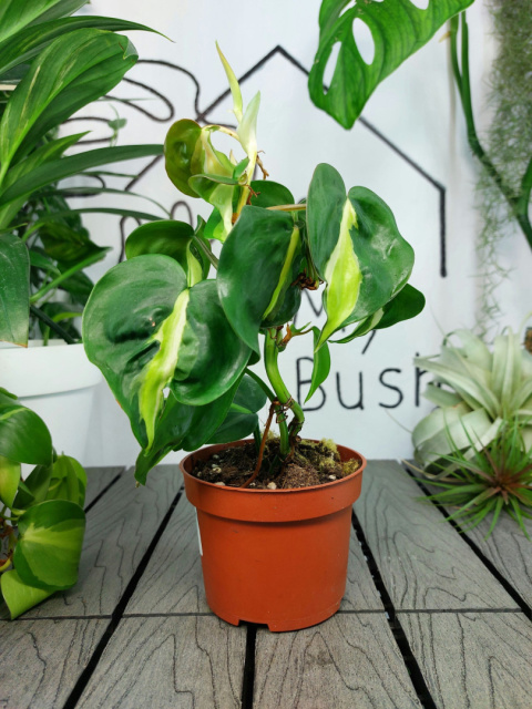 Philodendron Cream Splash | Sadzonka 1