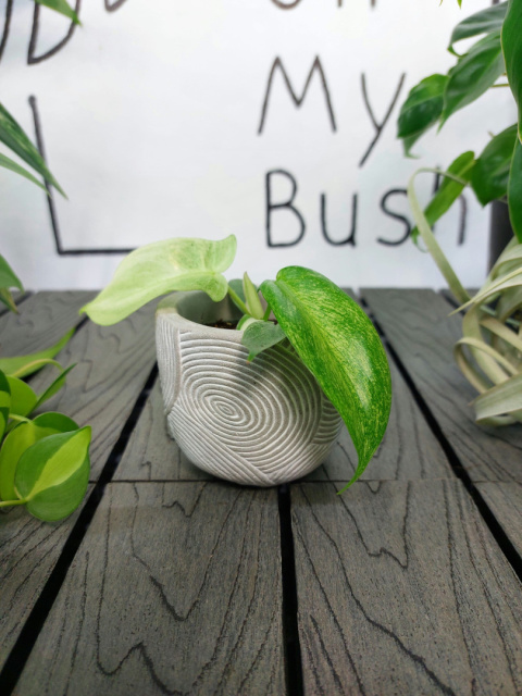 Philodendron Florida Ghost | 10cm