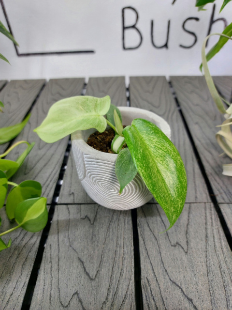 Philodendron Florida Ghost | 10cm