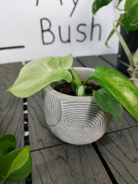 Philodendron Florida Ghost | 10cm