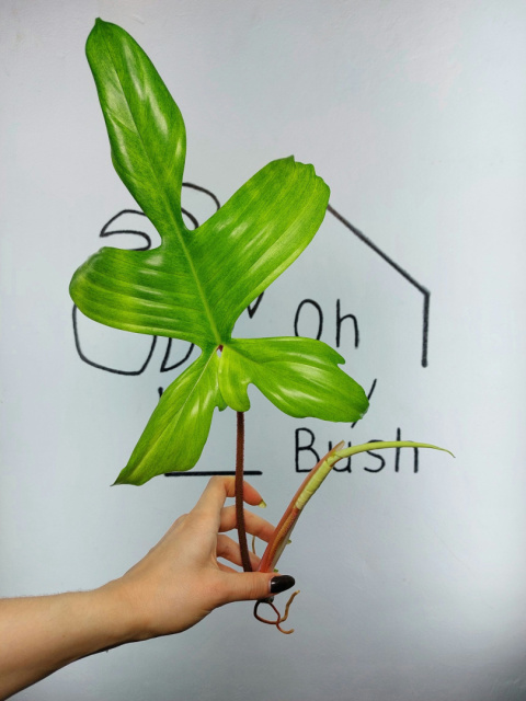 Philodendron Florida Ghost | Szczyt 1
