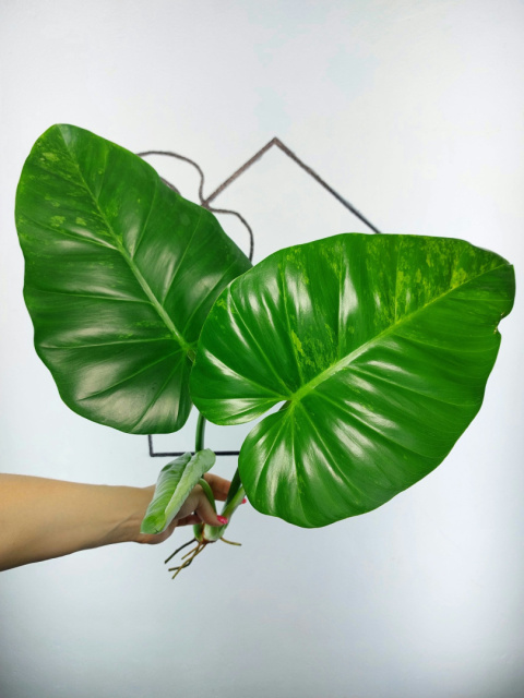 Philodendron Giganteum Variegata | Szczyt 1