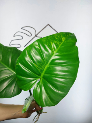 Philodendron Giganteum Variegata | Szczyt 1