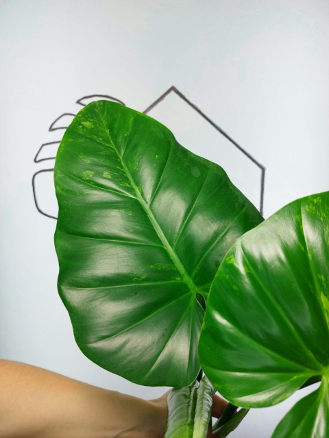 Philodendron Giganteum Variegata | Szczyt 1