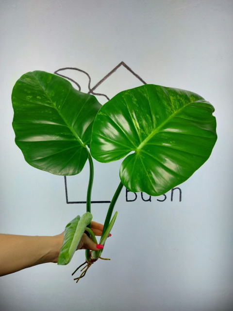 Philodendron Giganteum Variegata | Szczyt 1