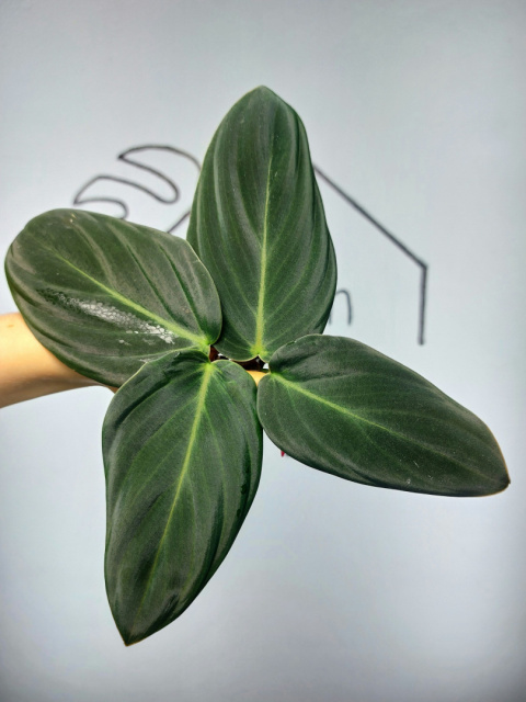 Philodendron Gigas | Pędówka