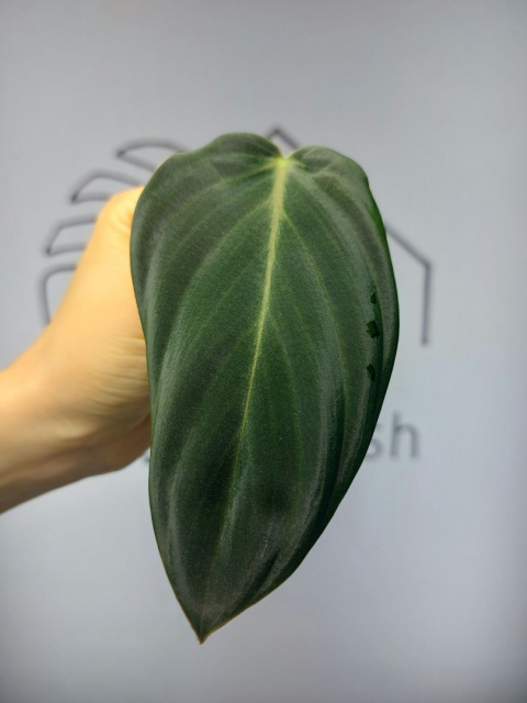 Philodendron Gigas | Pędówka